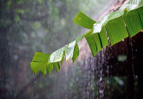 Những bài văn tả cơn mưa lớp 5 ngắn gọn, hay nhất-14