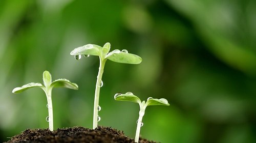Những bài văn tả cơn mưa lớp 5 ngắn gọn, hay nhất-4